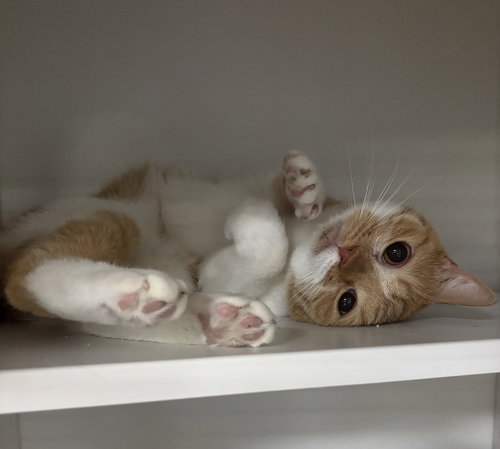 Jellybean, Adult Domestic Short Hair (short coat), cat for adoption in Warren, Ohio