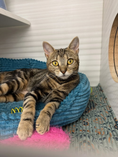 Flula, an adoptable Domestic Short Hair in Cuyahoga Falls , OH