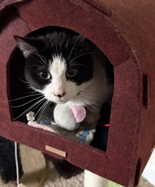 Patches, an adoptable Tuxedo in Cuyahoga Falls , OH