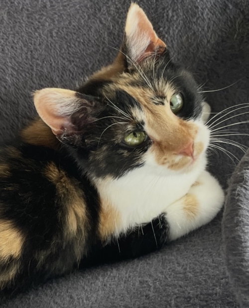 Margie, an adoptable Calico in Cuyahoga Falls , OH