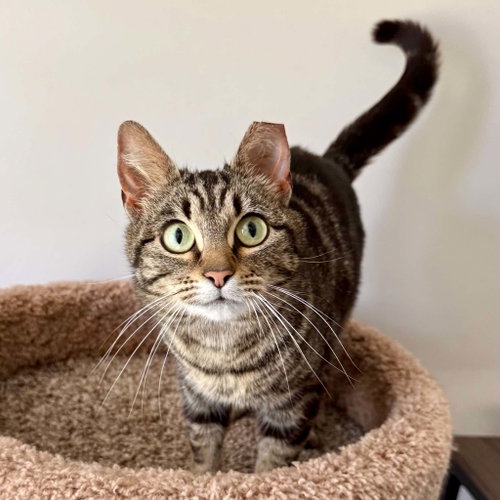Tula, an adoptable Domestic Short Hair in Cuyahoga Falls , OH
