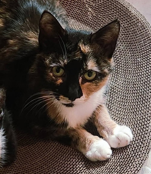 MAMMA MILA