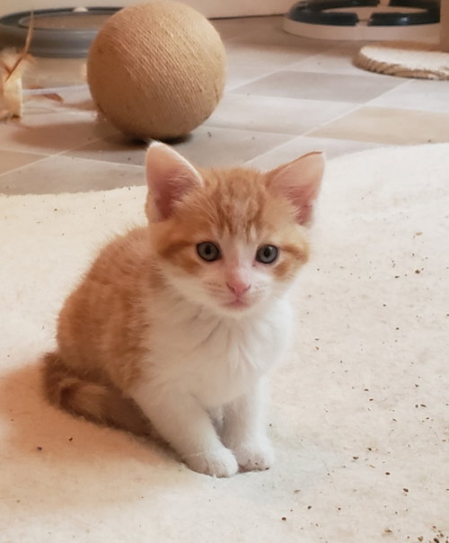 Nash