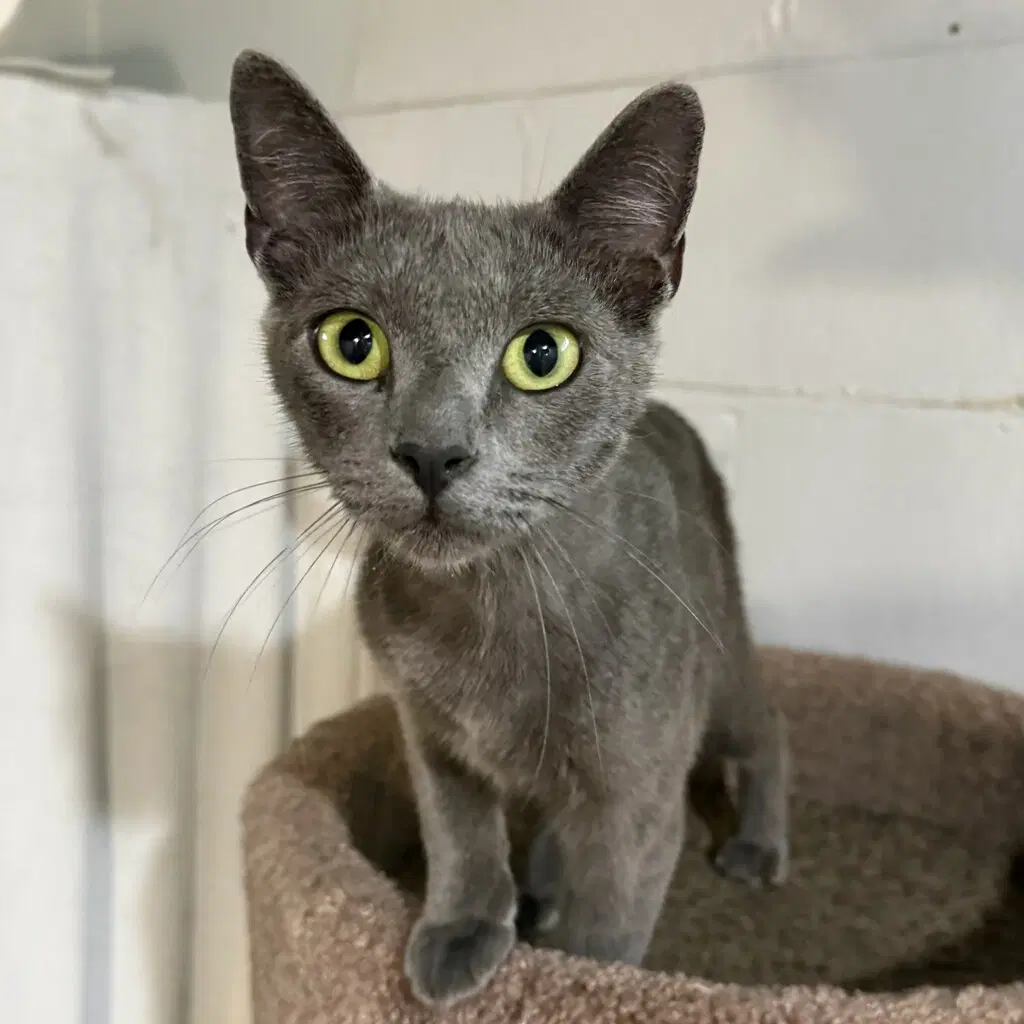 Serena - Domestic Short Hair