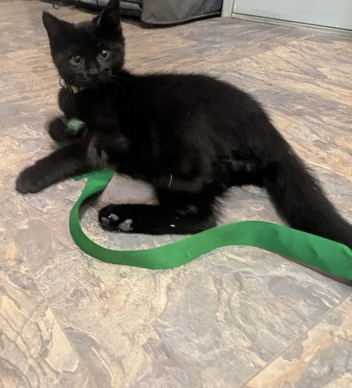 ROMEO - Domestic Short Hair available for adoption