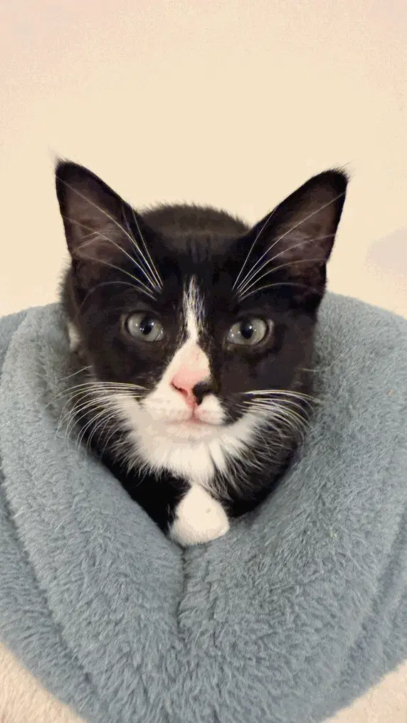 Pogo - Domestic Short Hair