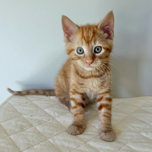 Mischief