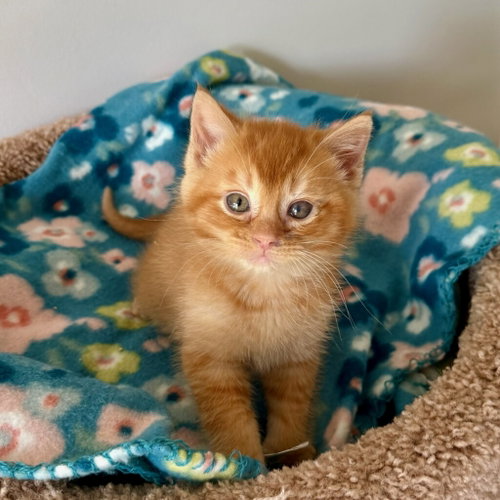 Tater Tot