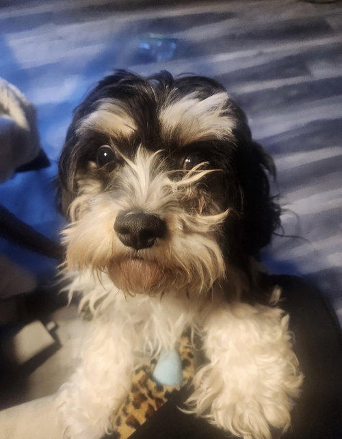 Sammie