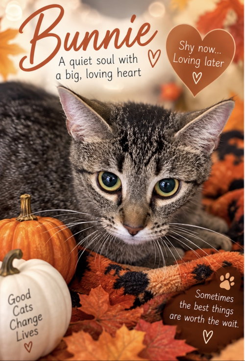 Bunnie Cakes, a cat for adoption from Toby's Critter Cove Rescue