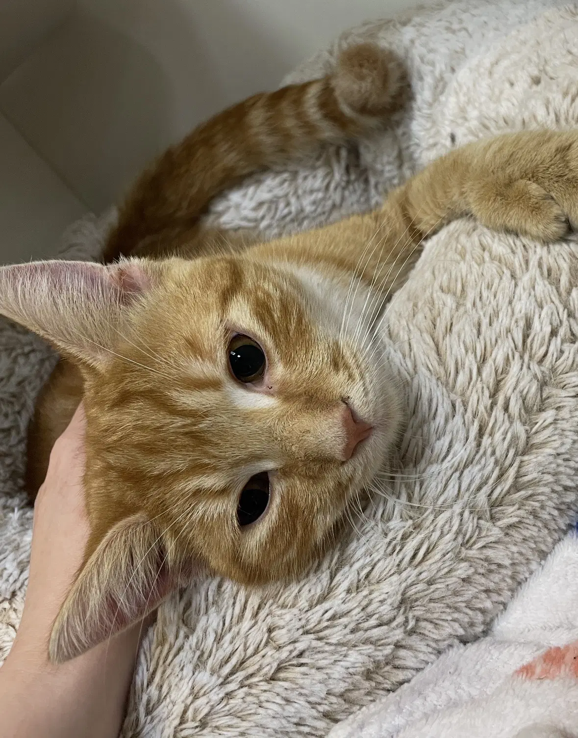 Baylor - Domestic Short Hair