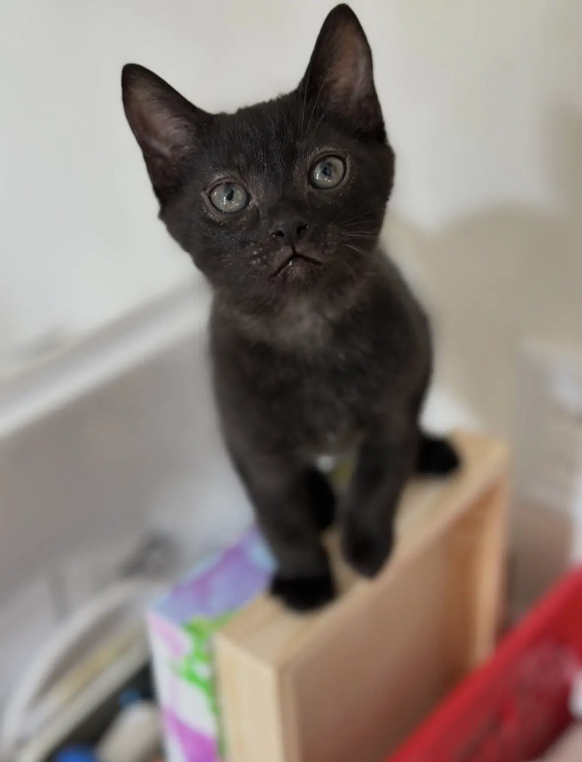 Jiji - Domestic Short Hair