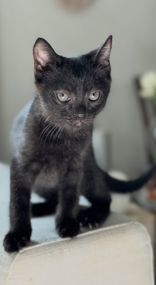 Jiji photo 2
