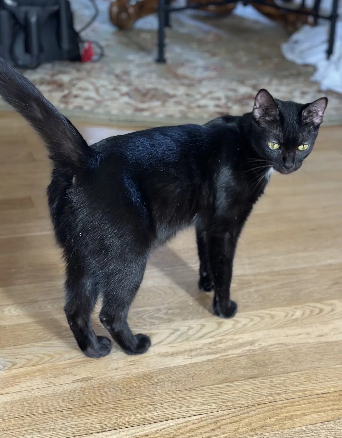 Sarafina - Domestic Short Hair