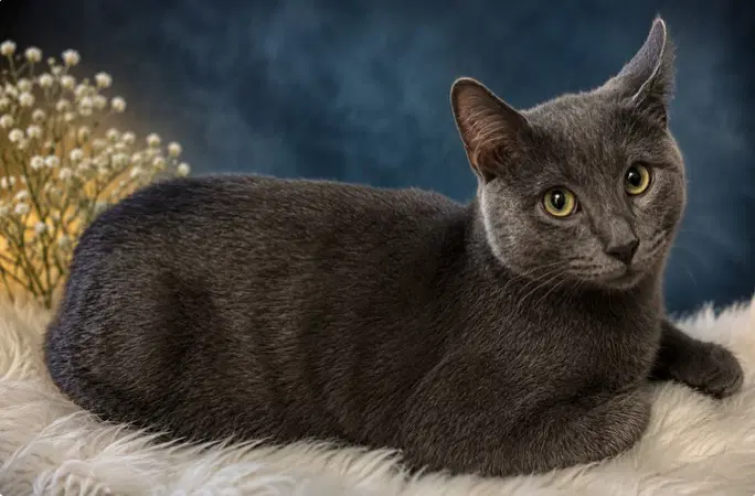 Benedict - Russian Blue