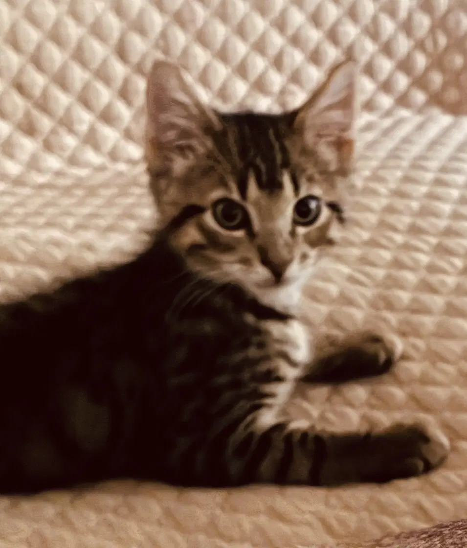 Moritz - Domestic Medium Hair