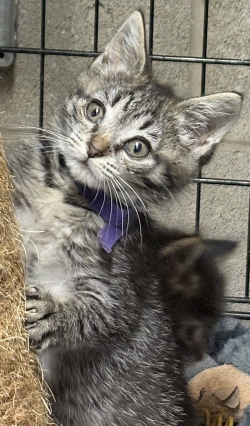 Happy Gilmore, Baby Tabby (medium coat), cat for adoption in Cuyahoga Falls , Ohio