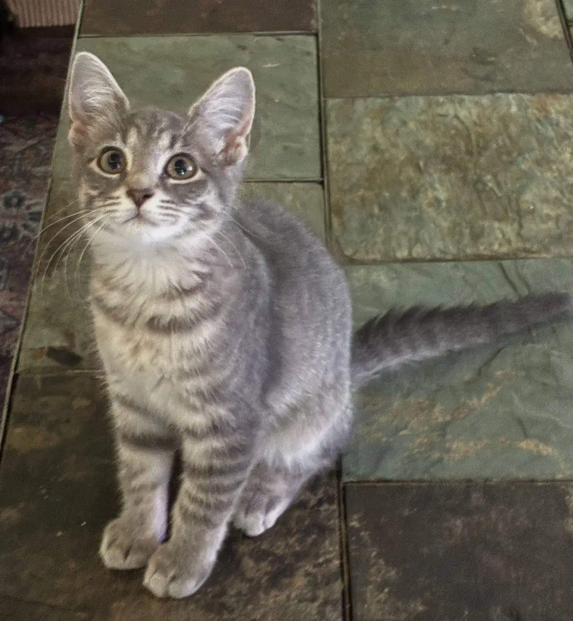 Bella - Tabby