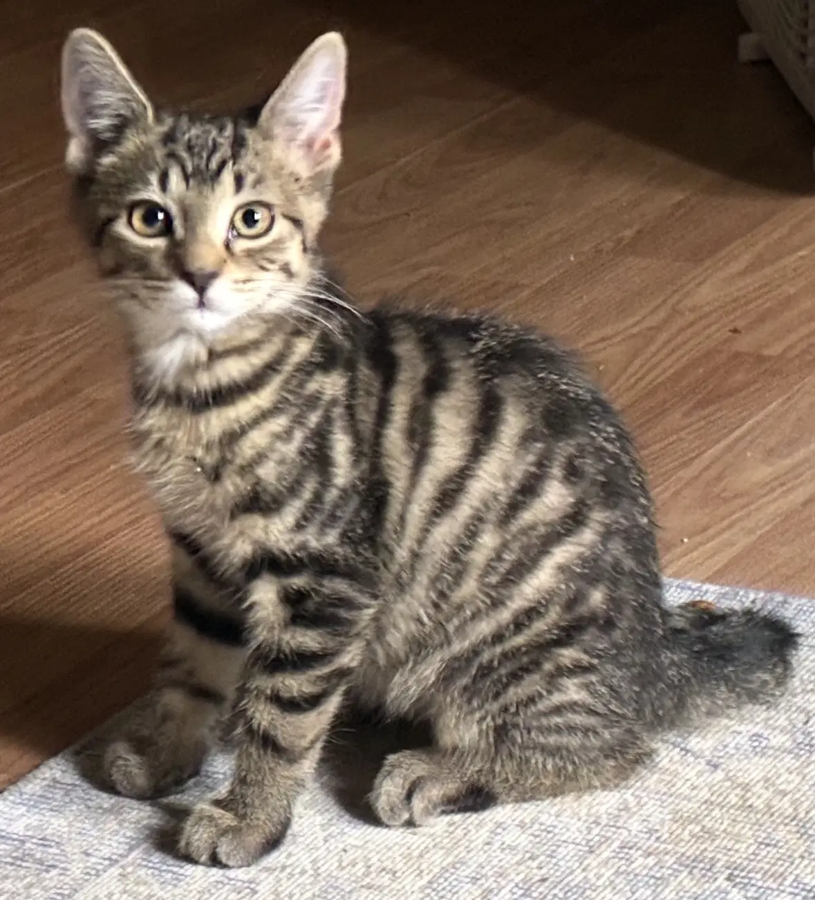 Bandit - Tabby