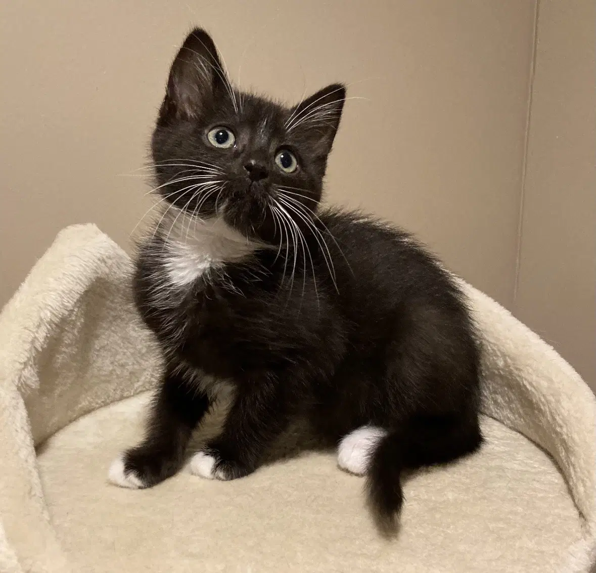 Scarlett - Tuxedo
