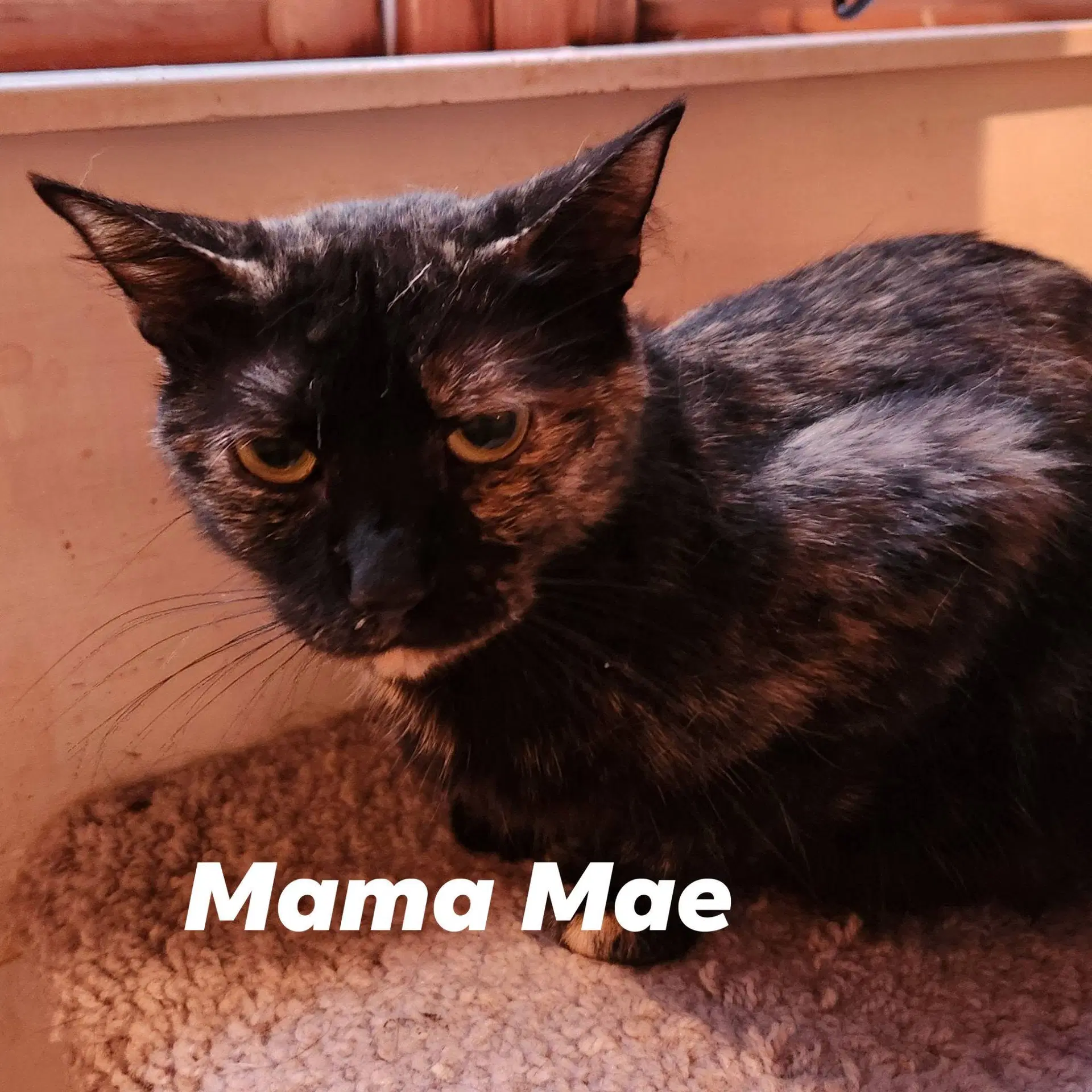 Mae - Domestic Short Hair