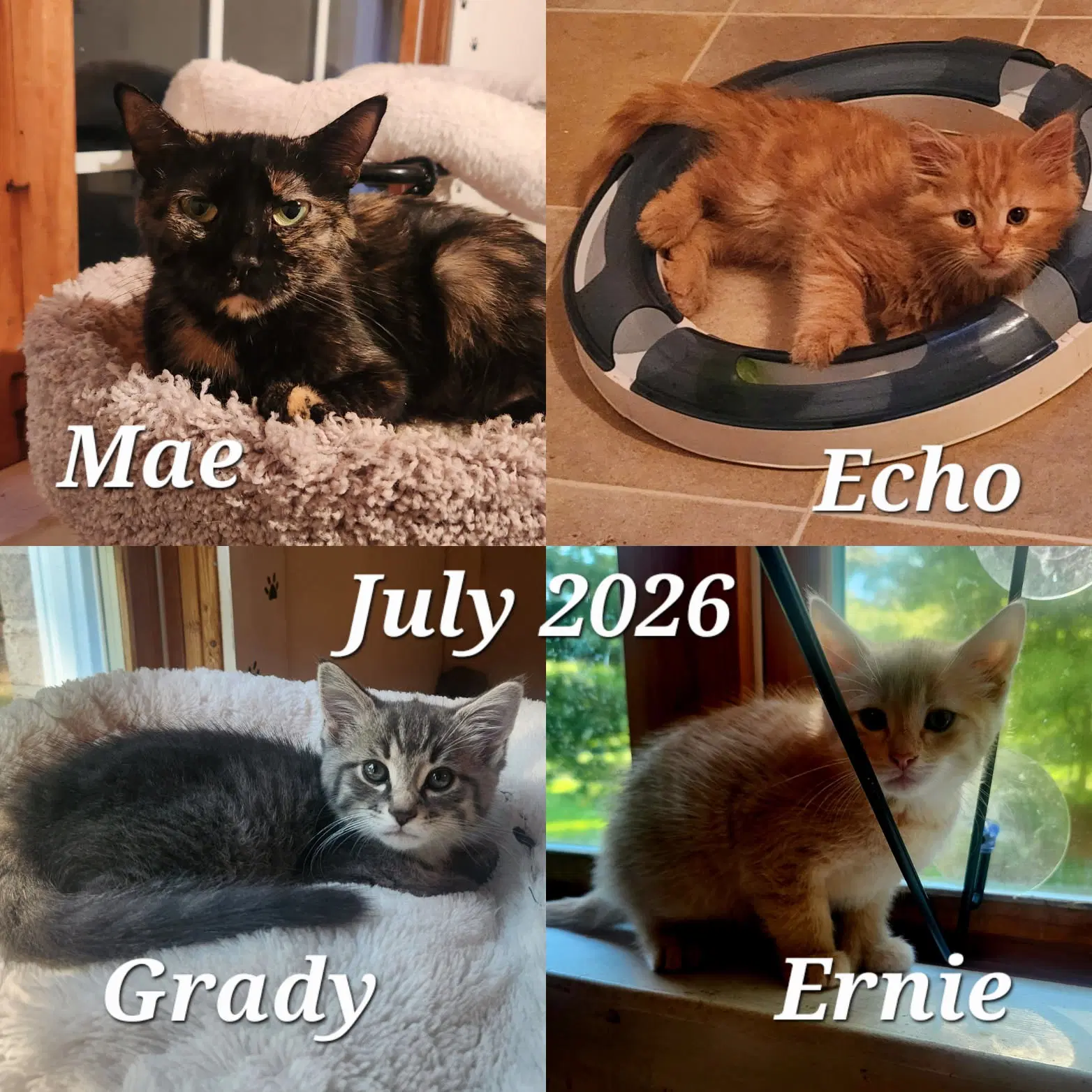Mae image 2