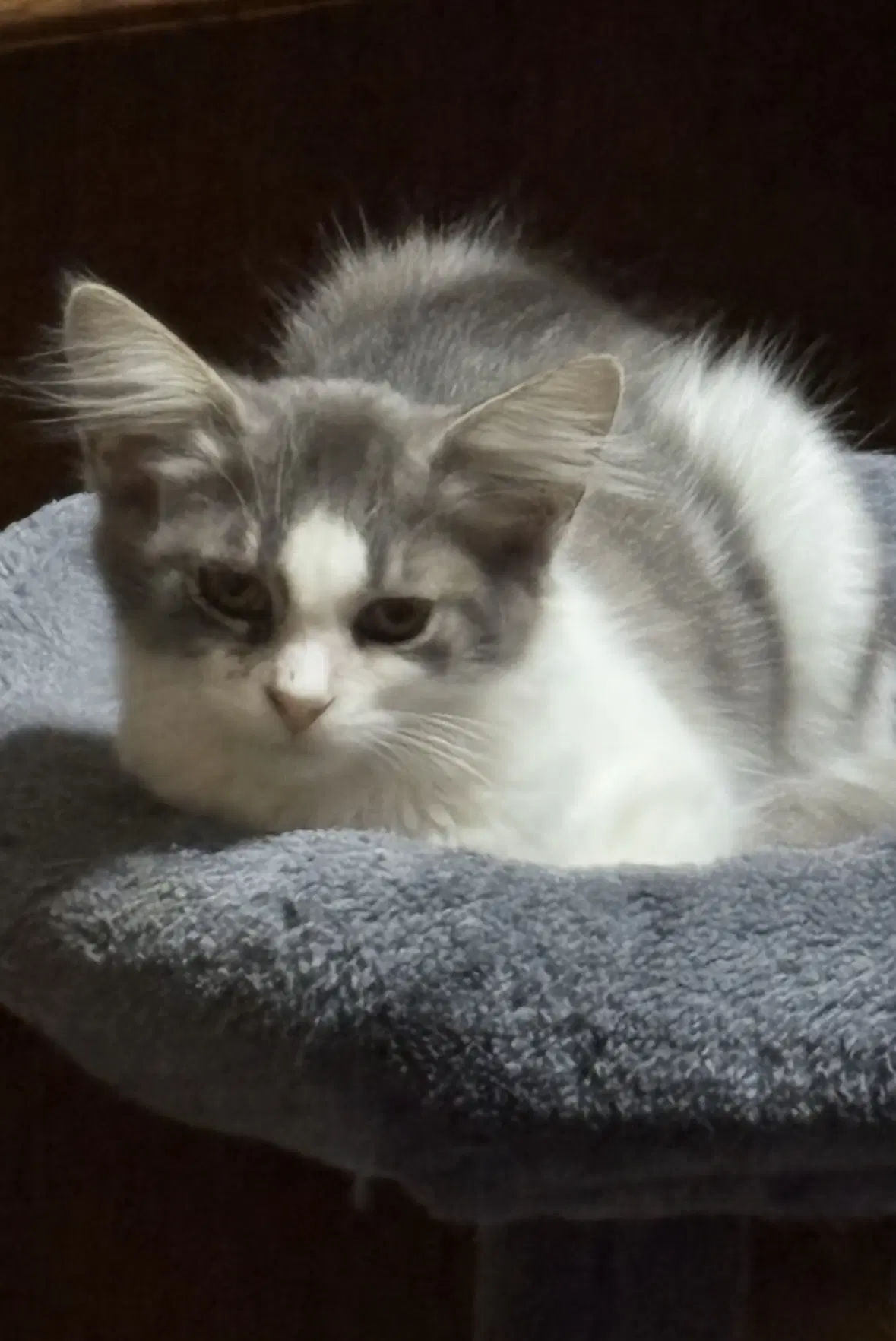 Skye - Domestic Long Hair