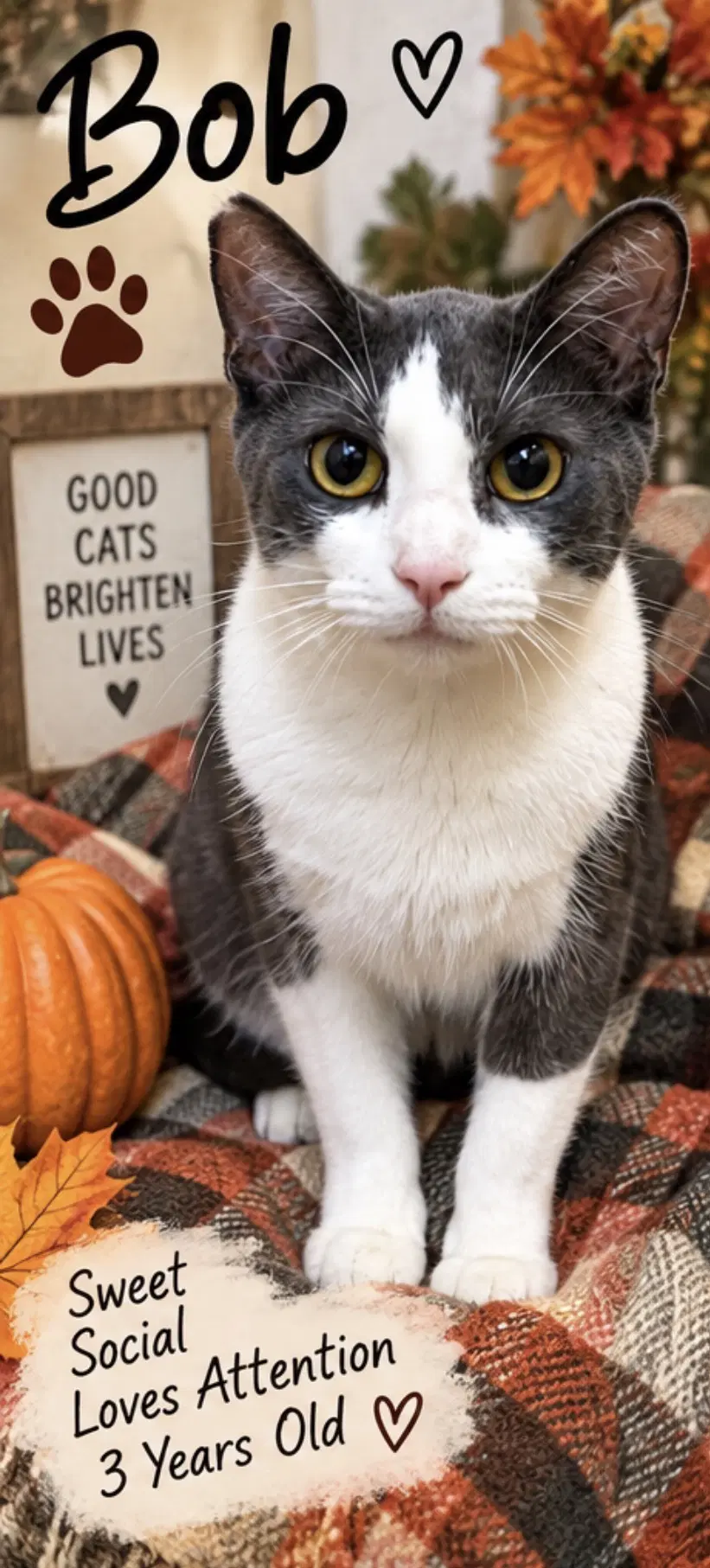 Bob - Domestic Short Hair