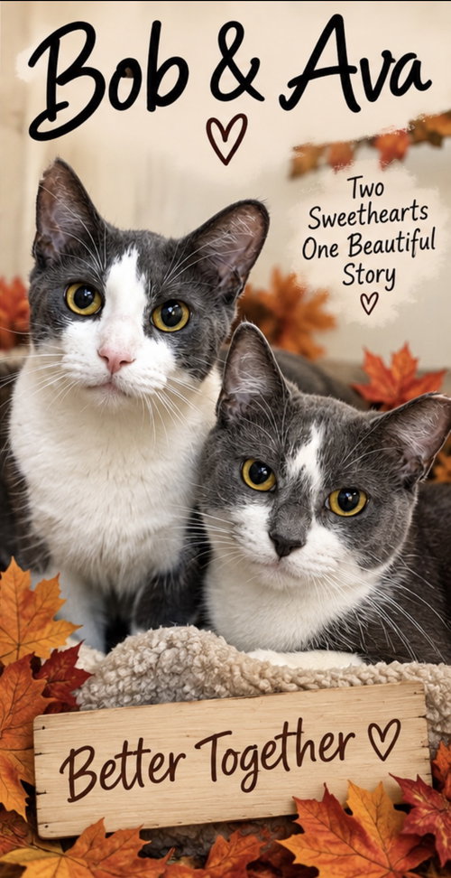 Photo 2 of Bob