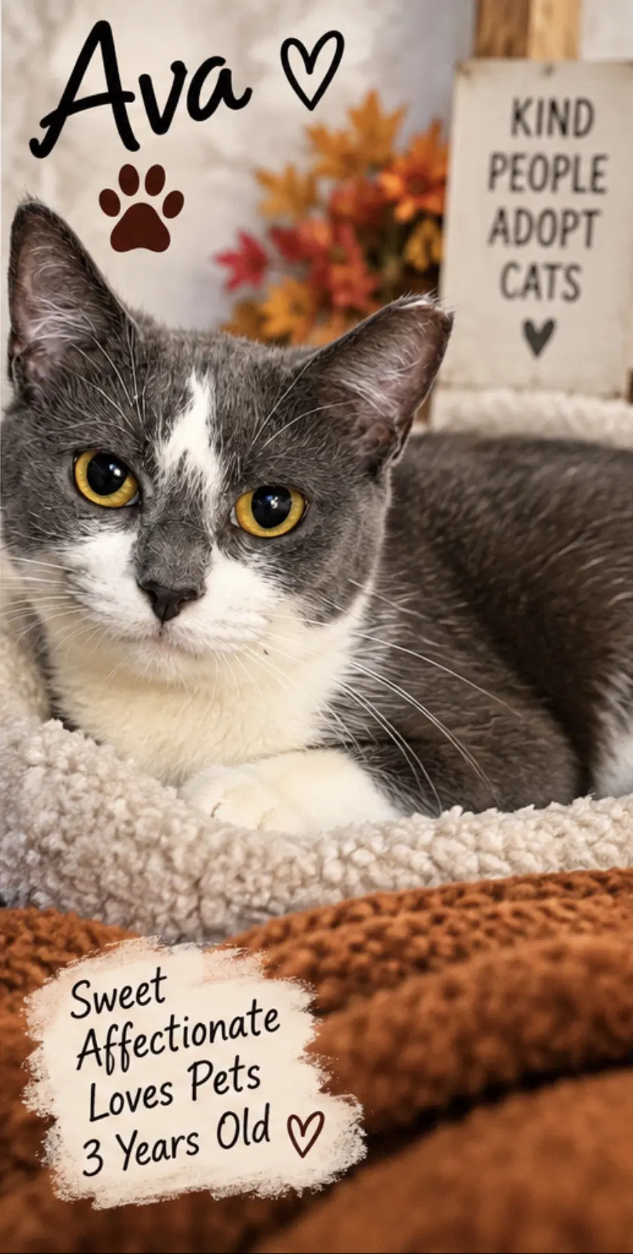Ava - Domestic Short Hair