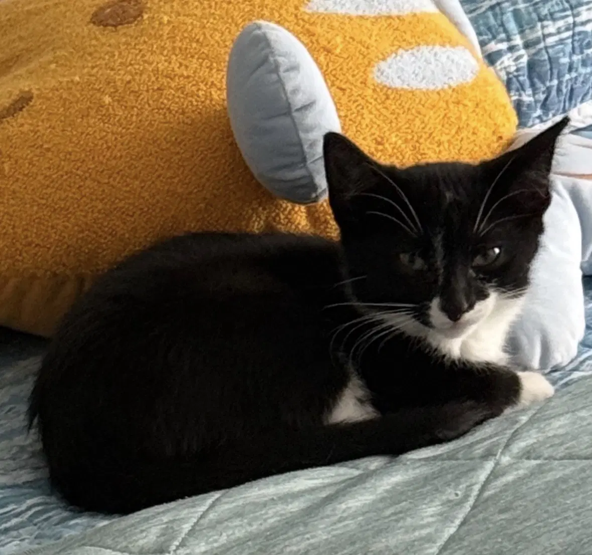 Rosie - Tuxedo