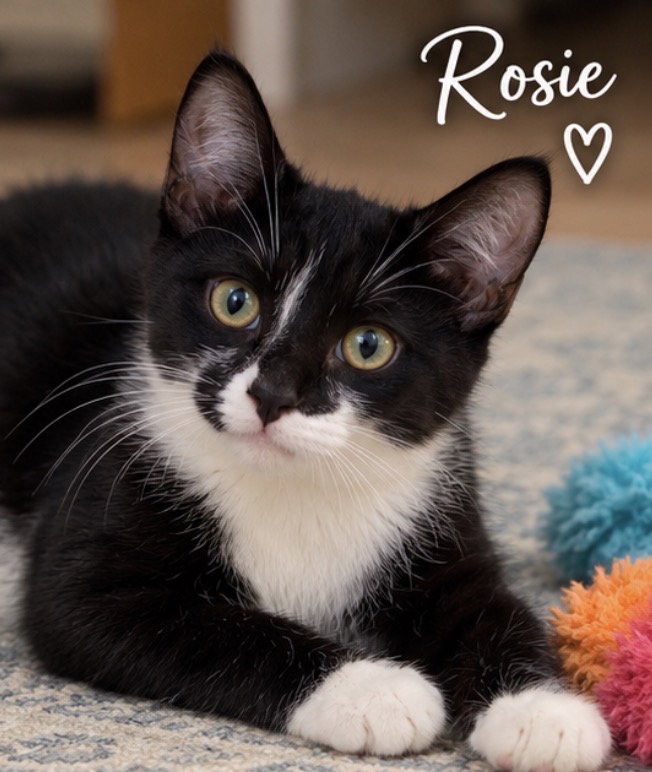 Rosie, Tuxedo
