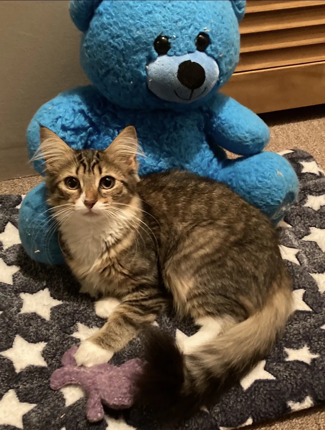 Gold - Domestic Medium Hair