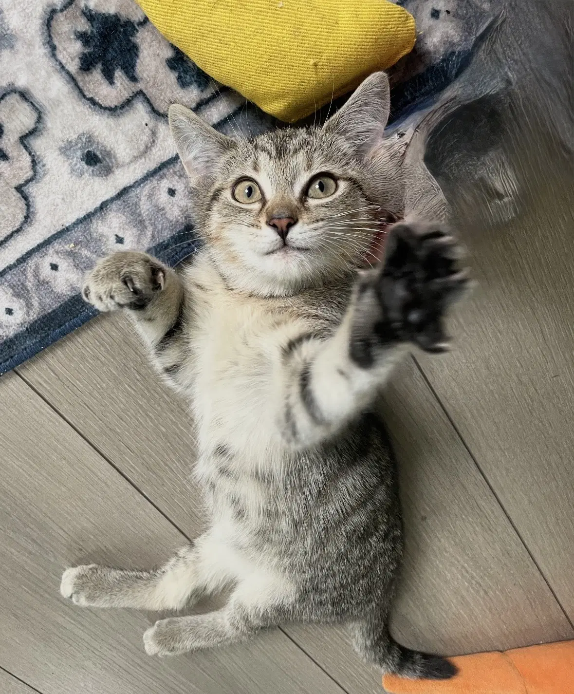 Cindy - Tabby