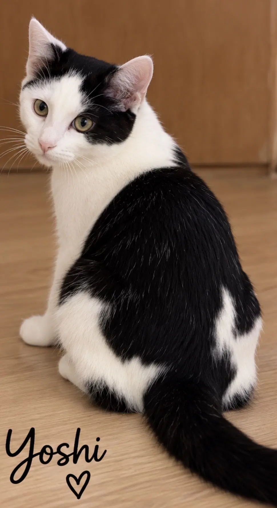 Yoshi - Domestic Short Hair