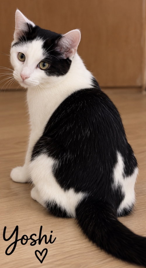 Yoshi, a cat for adoption from Toby's Critter Cove Rescue