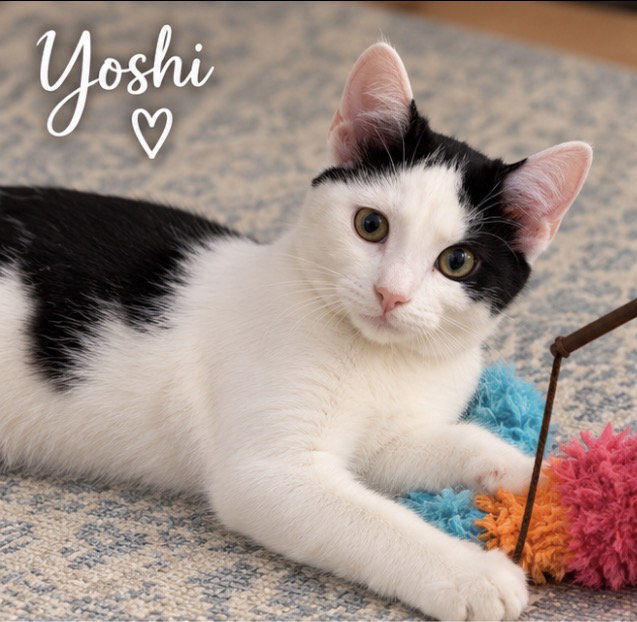 Yoshi, photo 2