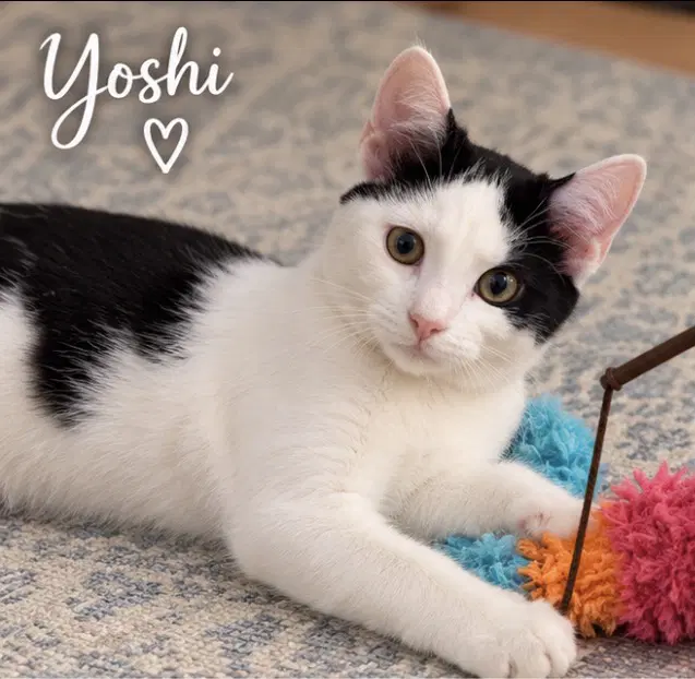 Yoshi image 2