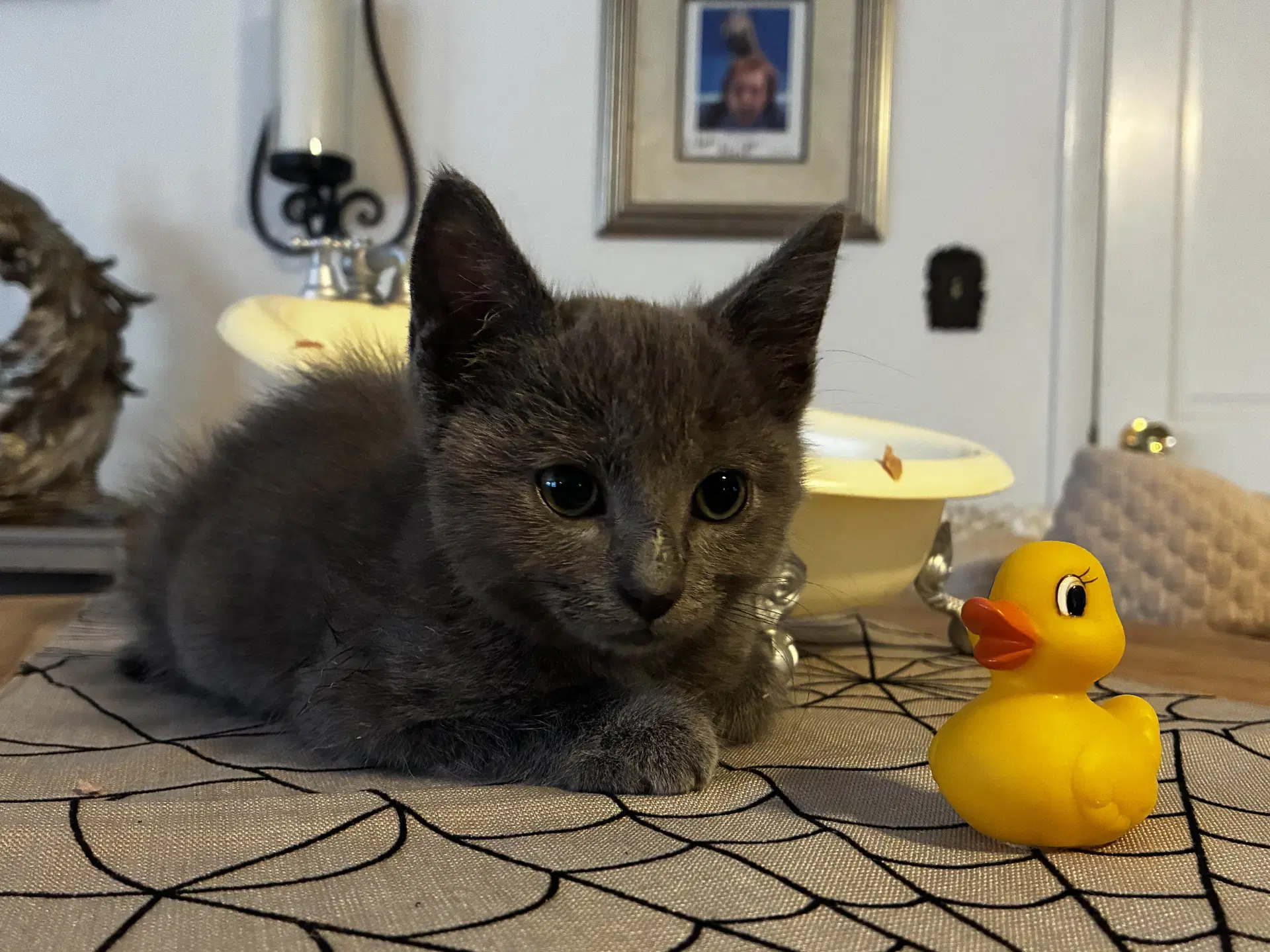 Crackle - Domestic Medium Hair