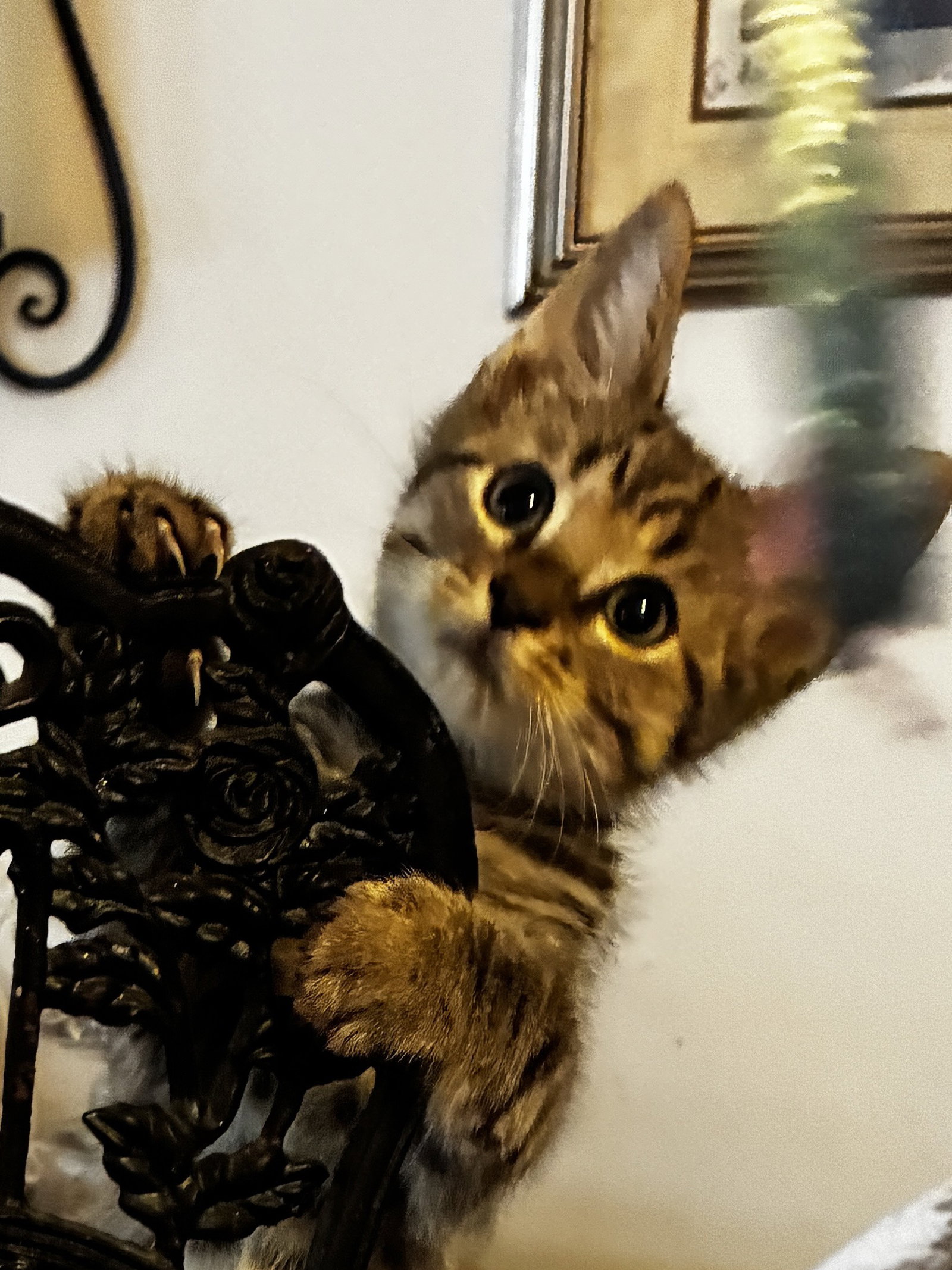 Snap, Domestic Short Hair