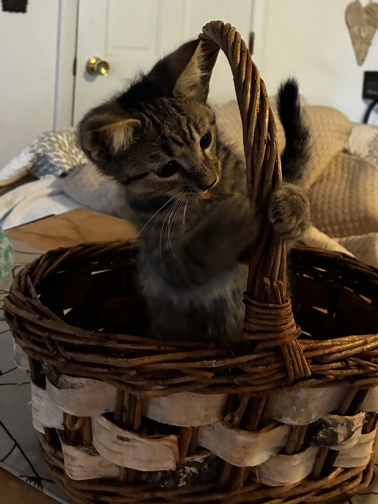 Pop, Domestic Short Hair