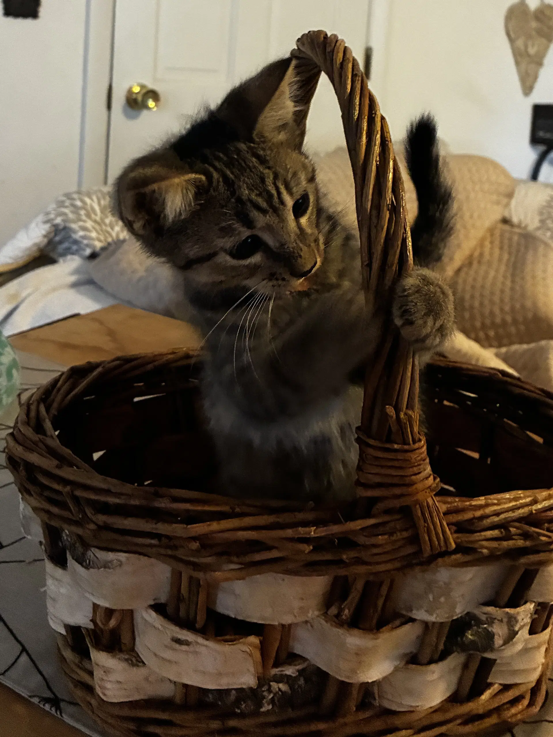 Pop - Domestic Short Hair