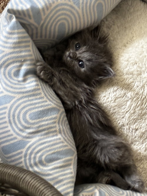 Nina, a cat for adoption from Toby's Critter Cove Rescue