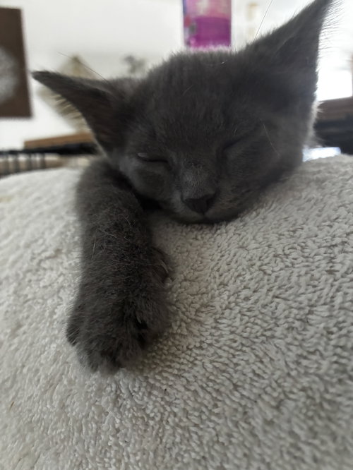 Jonas, a cat for adoption from Toby's Critter Cove Rescue