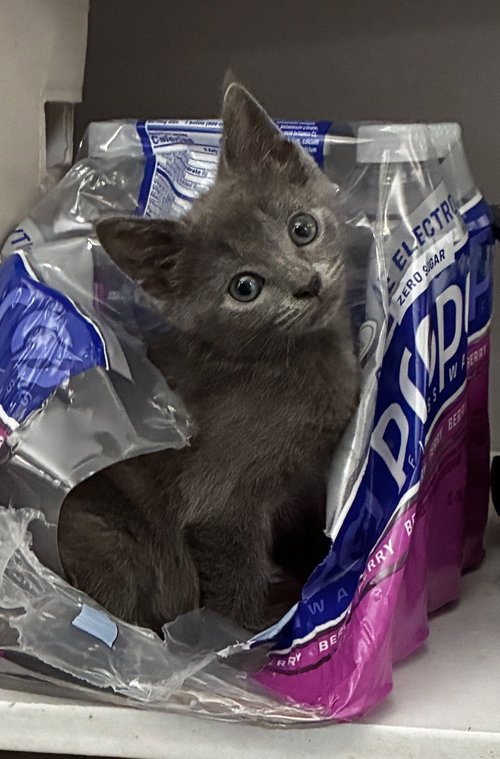 Delilah, a cat for adoption from Toby's Critter Cove Rescue