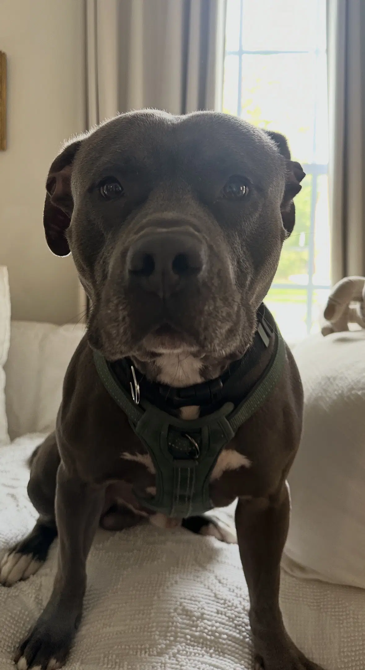 Cash - Pit Bull Terrier