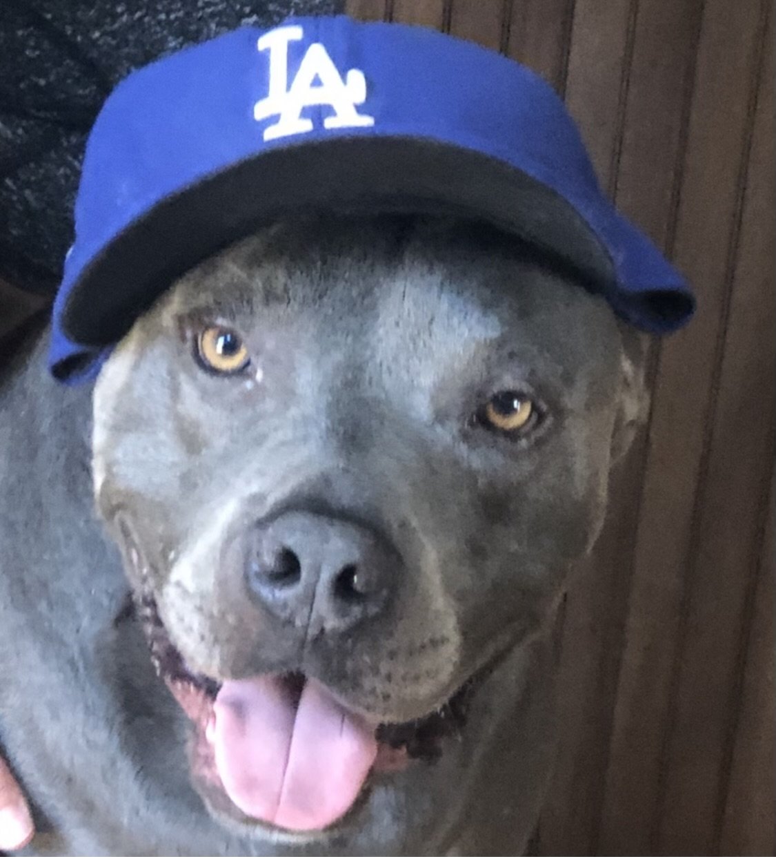 adoptable Dog in Tustin, CA named Bubba