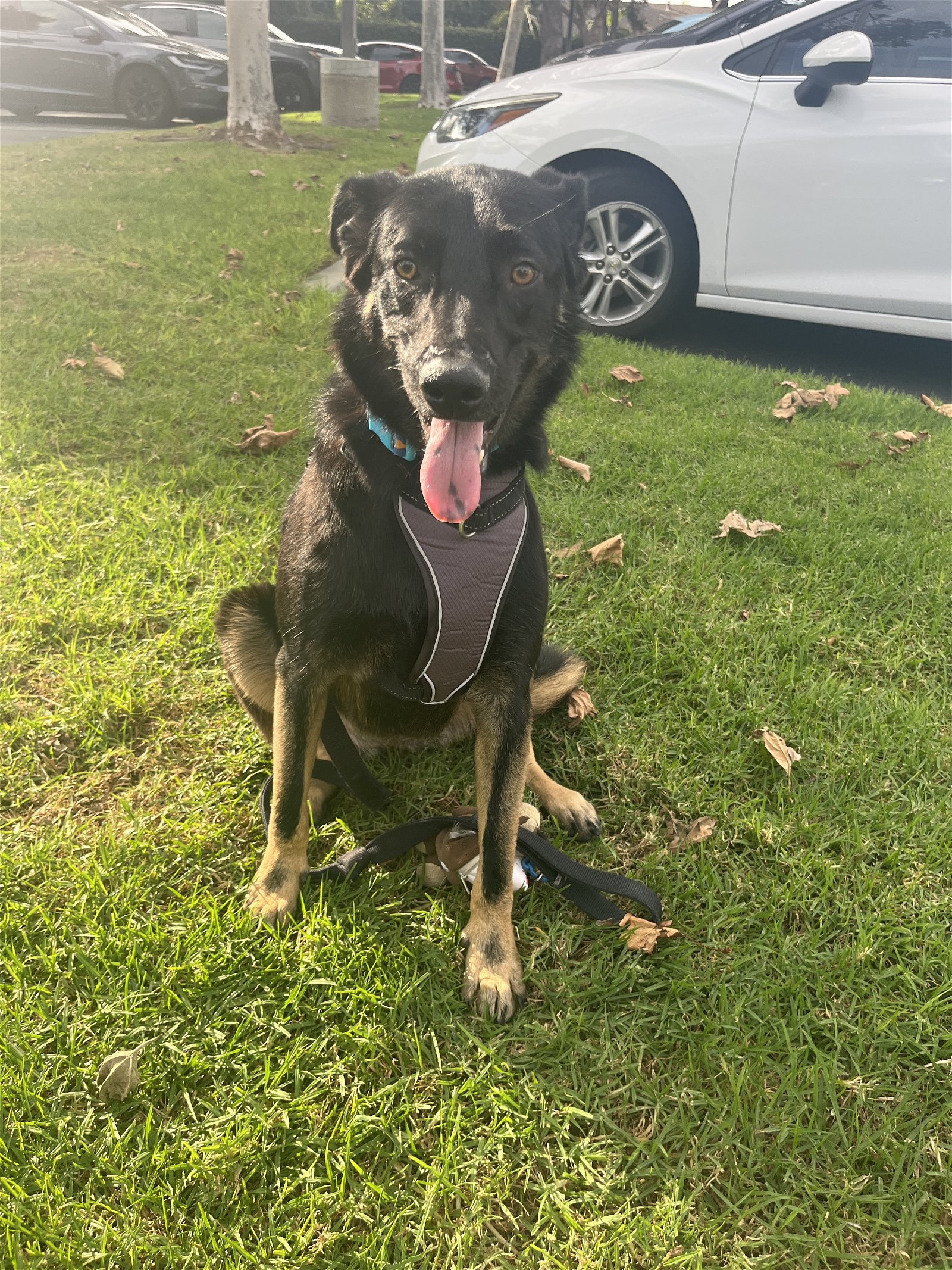 adoptable Dog in Tustin, CA named Brownie