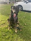adoptable Dog in tustin, CA named Brownie
