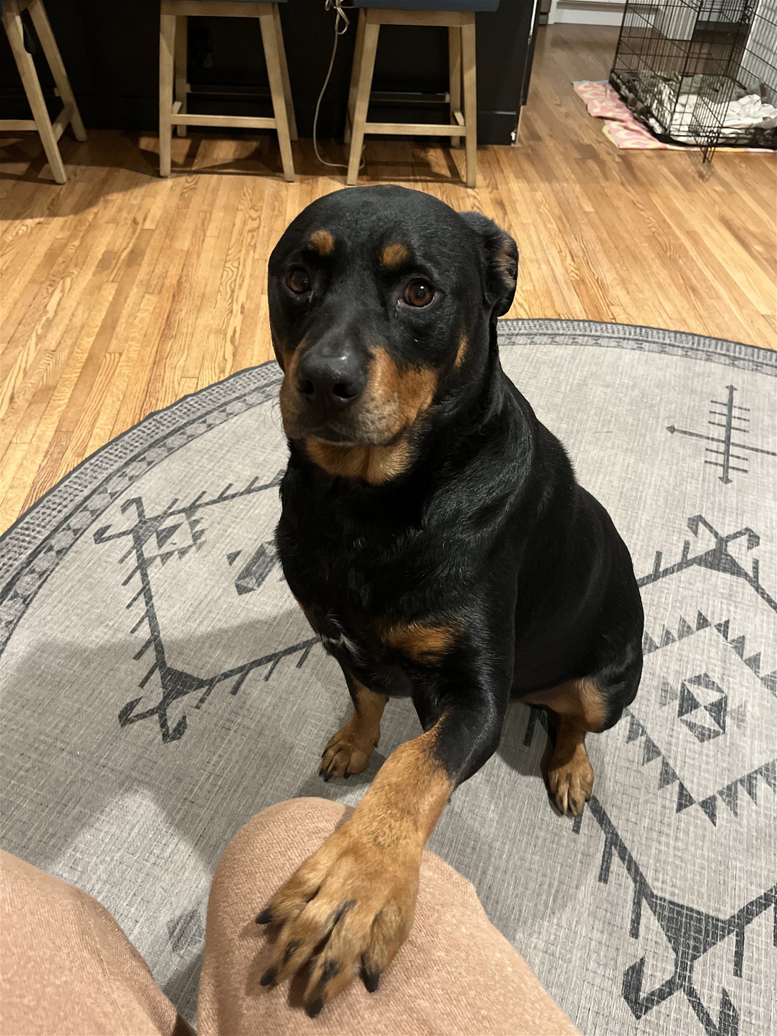 adoptable Dog in Tustin, CA named Bruno